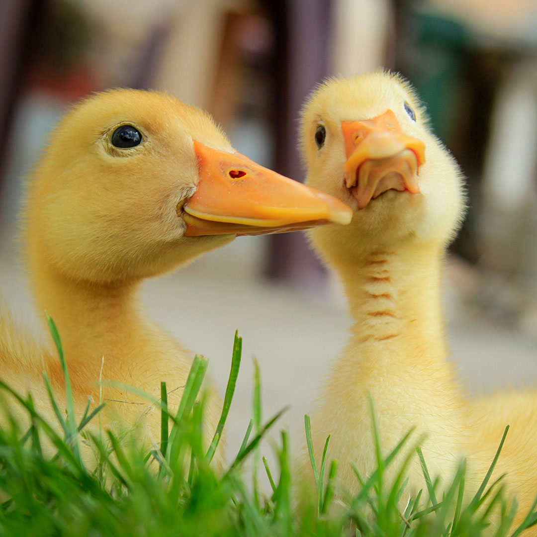 Flock Of Duckling
